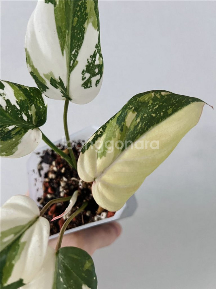 필로덴드론 글로리오섬 바리에가타--2