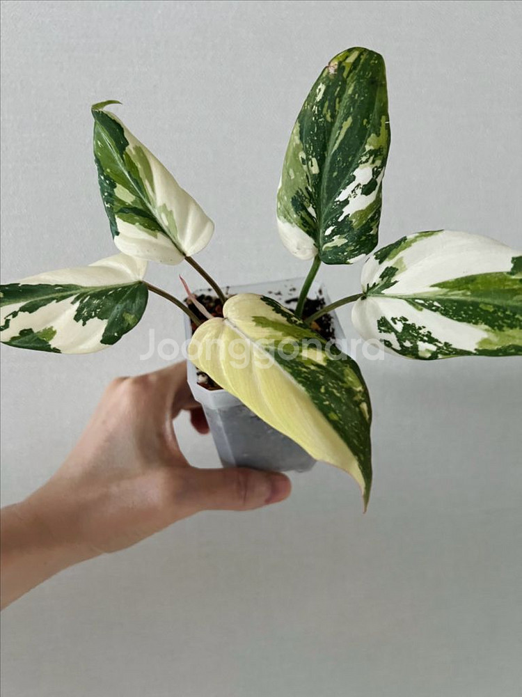 필로덴드론 글로리오섬 바리에가타--4