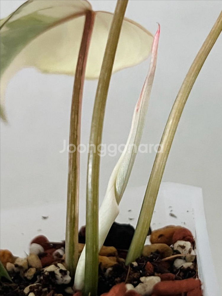 필로덴드론 글로리오섬 바리에가타--3