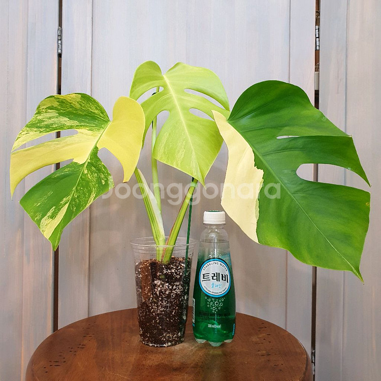 #조배X #탑3장 ~ 몬스테라 옐로우 바리에가타--1