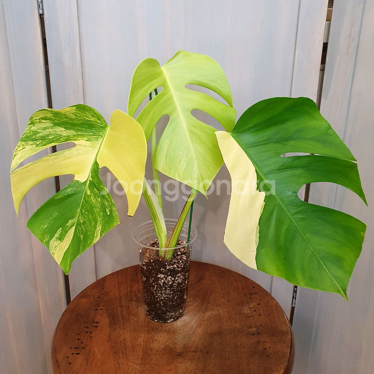 #조배X #탑3장 ~ 몬스테라 옐로우 바리에가타--0