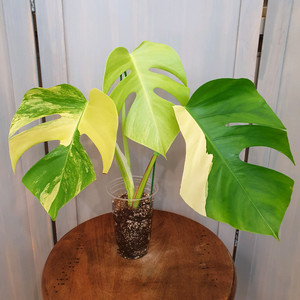 #조배X #탑3장 ~ 몬스테라 옐로우 바리에가타