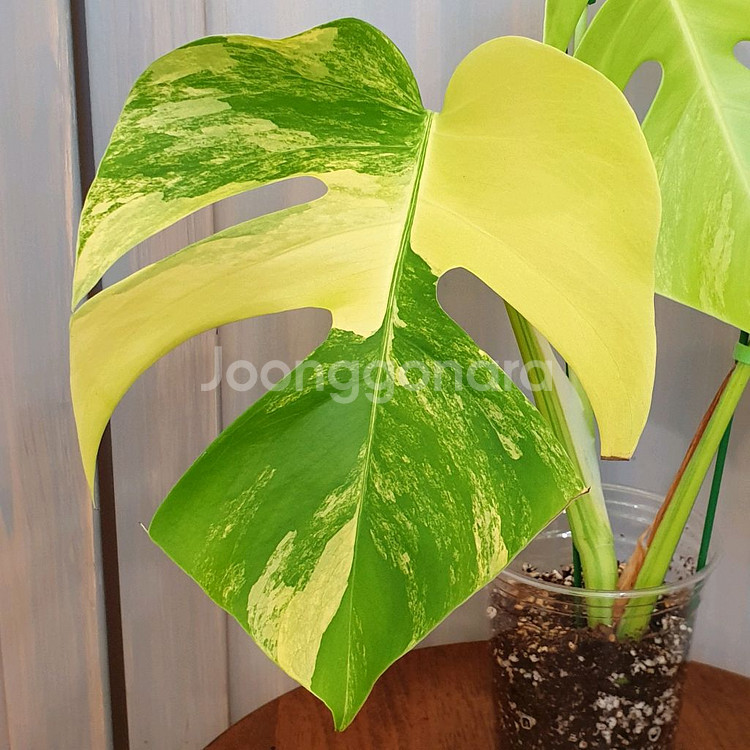 #조배X #탑3장 ~ 몬스테라 옐로우 바리에가타--6