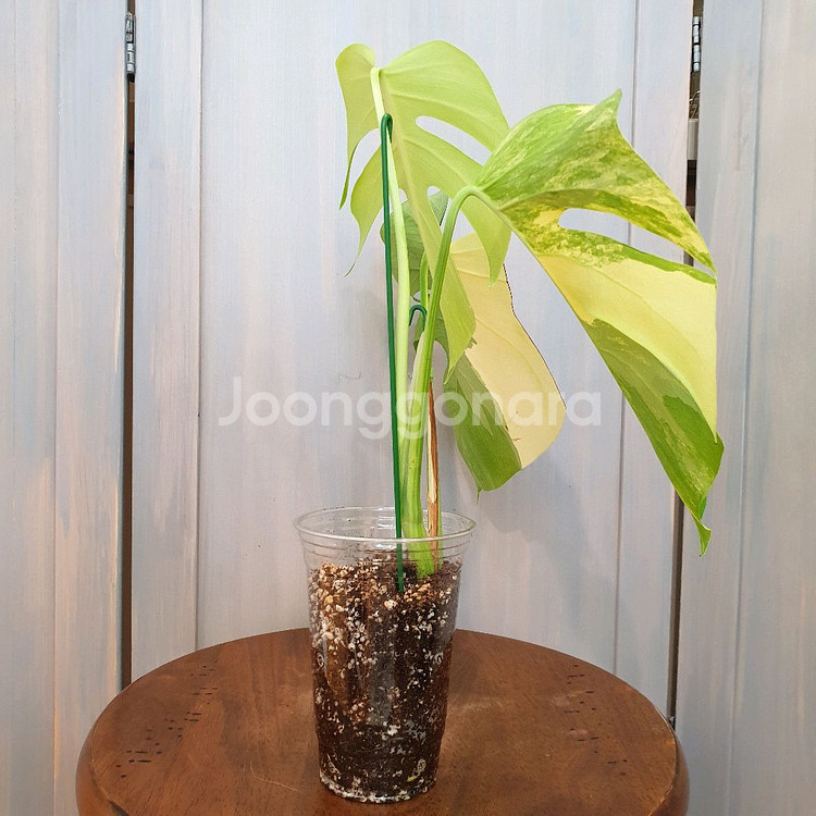 #조배X #탑3장 ~ 몬스테라 옐로우 바리에가타--3