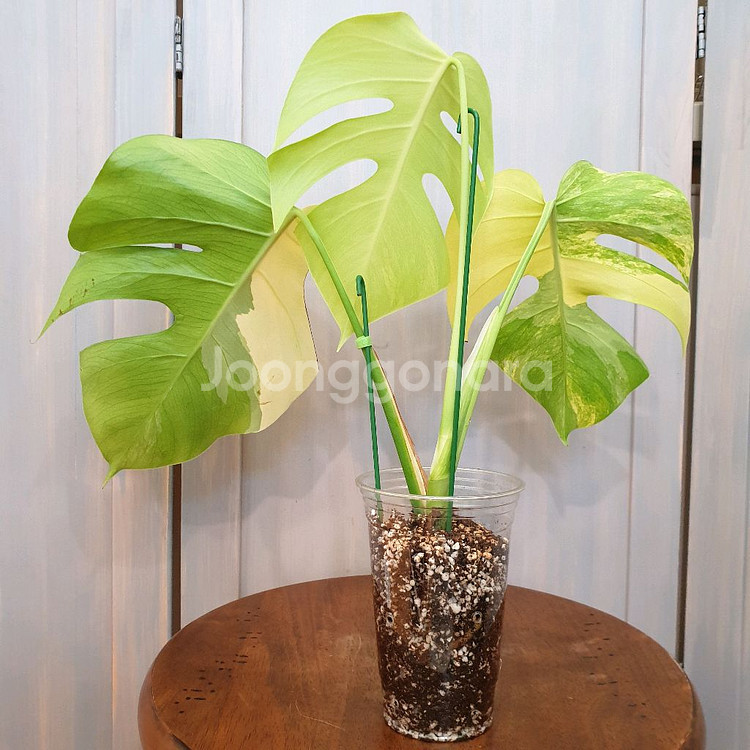 #조배X #탑3장 ~ 몬스테라 옐로우 바리에가타--2