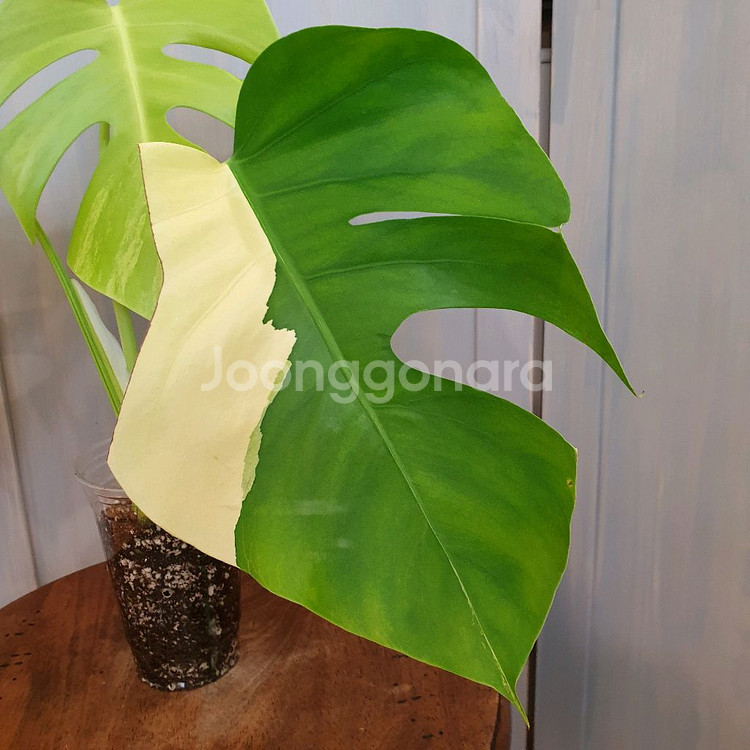 #조배X #탑3장 ~ 몬스테라 옐로우 바리에가타--5