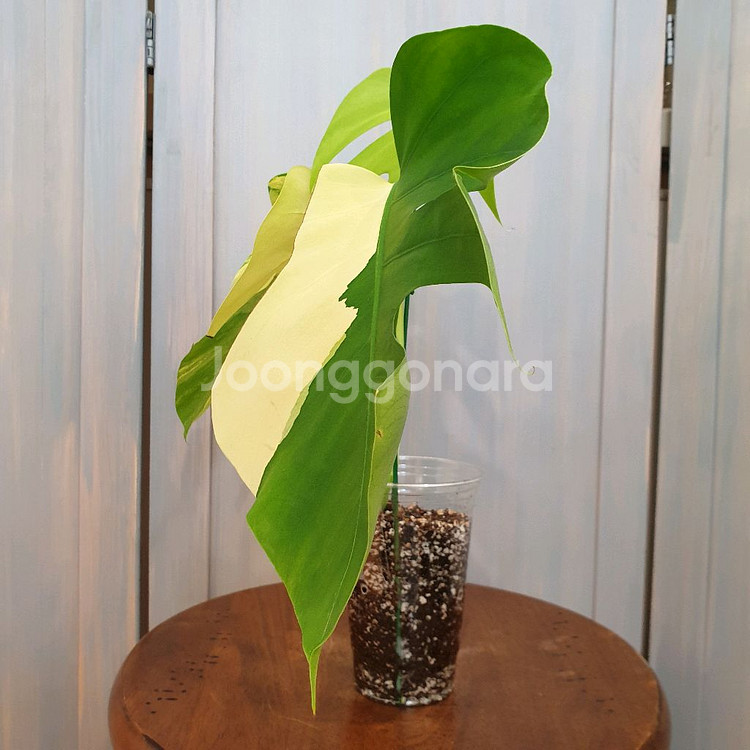 #조배X #탑3장 ~ 몬스테라 옐로우 바리에가타--4