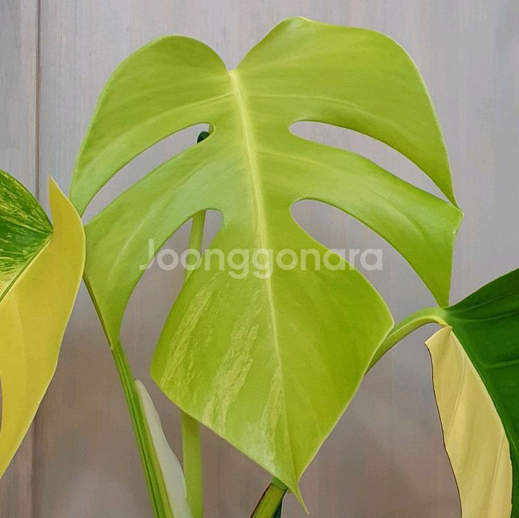 #조배X #탑3장 ~ 몬스테라 옐로우 바리에가타--7