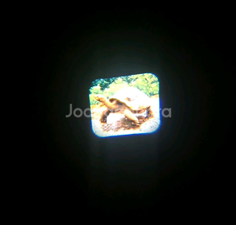 애플비 생생 손전등 사운드북 3개(공룡,곤충,바다동물)+타이거 프로젝트 손전등 장난감(동물,공룡 등)--7