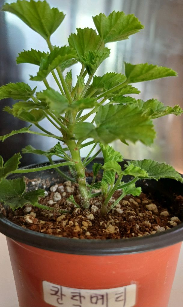 리갈제라늄 콴탁메티--1