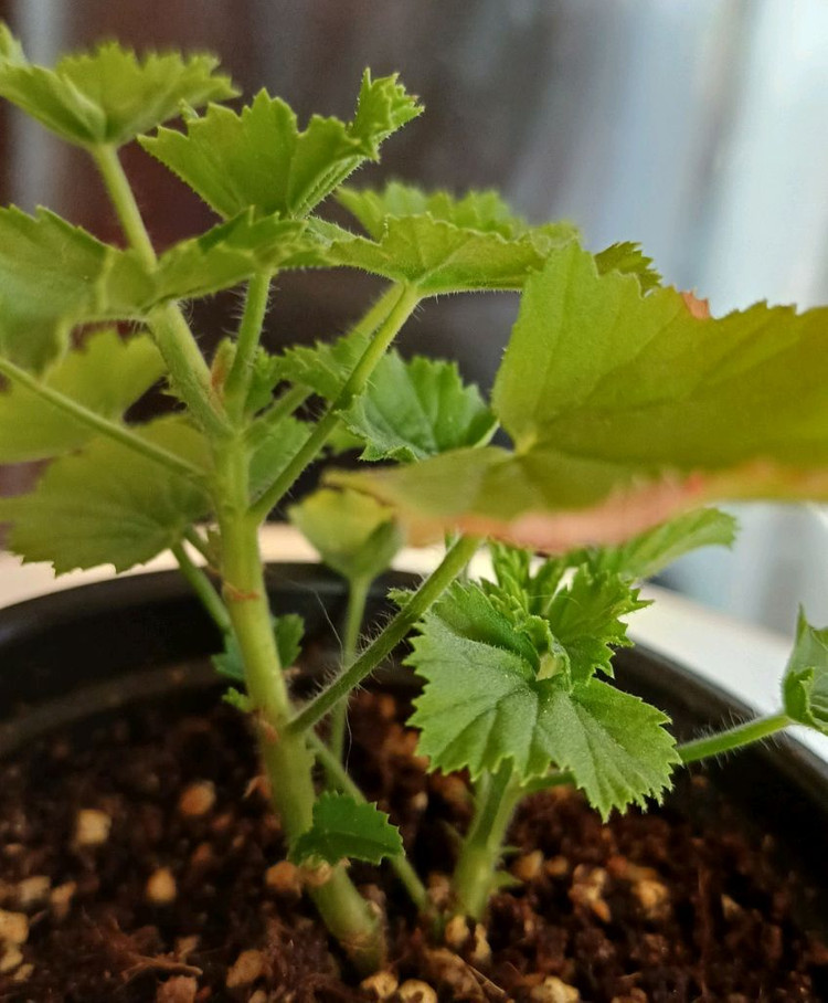 리갈제라늄 콴탁메티--2