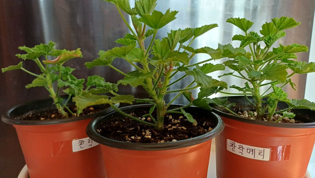 리갈제라늄 콴탁메티--4