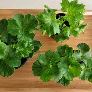 제라늄 3종세트 분양 택포