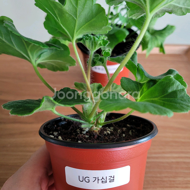 제라늄 3종세트 분양 택포--2