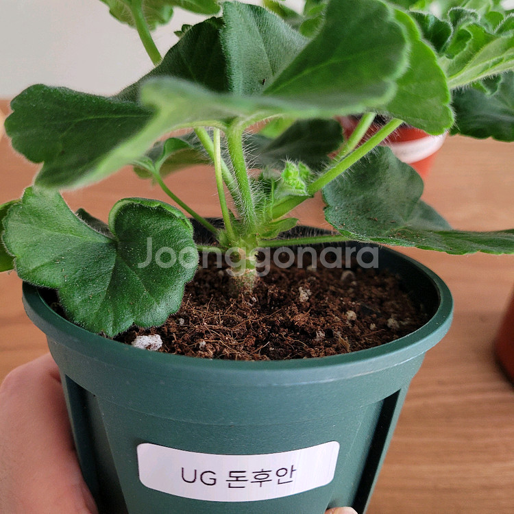 제라늄 3종세트 분양 택포--1