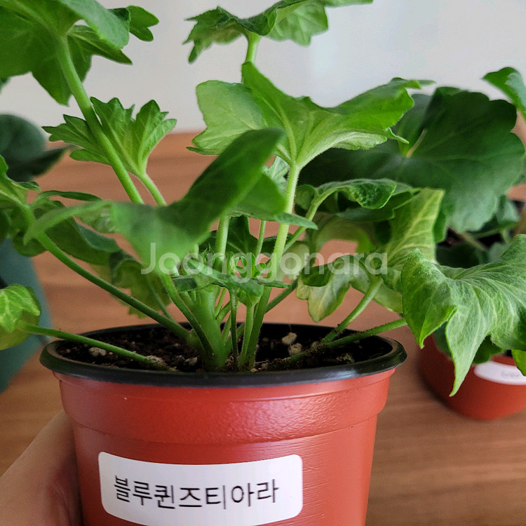 제라늄 3종세트 분양 택포--3