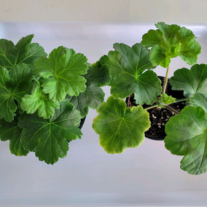 제라늄 2종세트 분양 택포