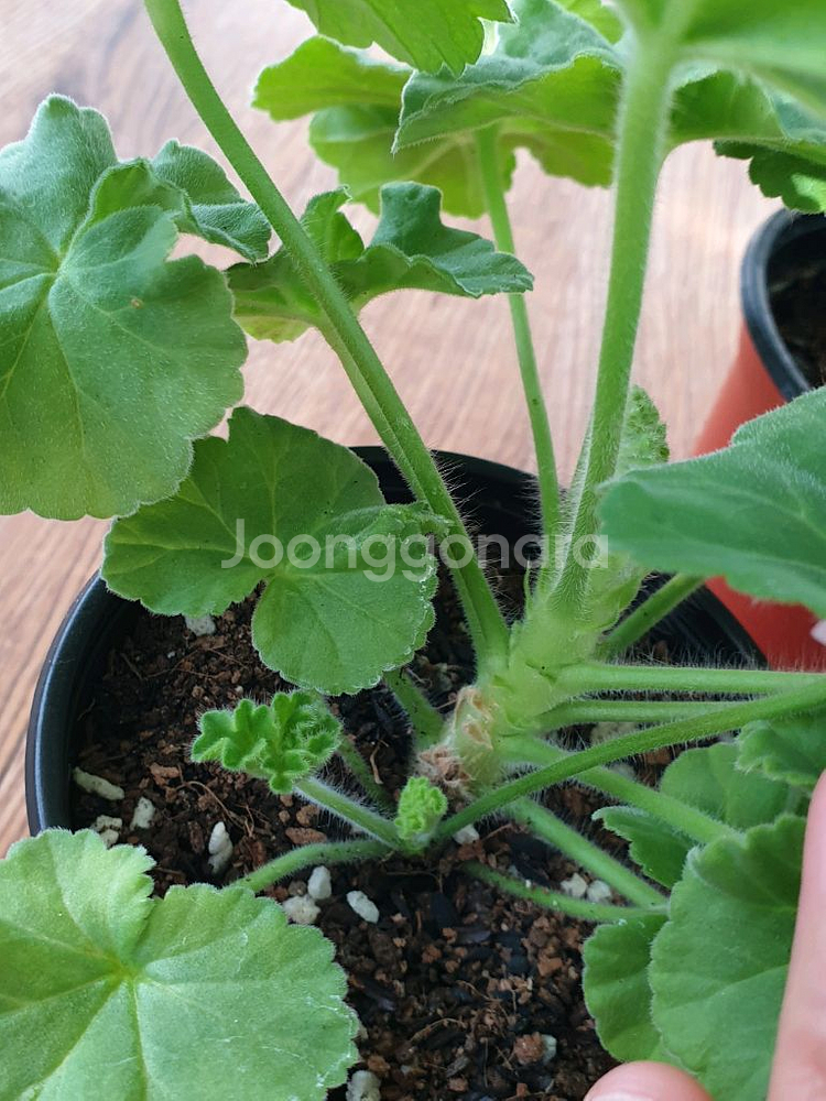 제라늄 게이샤, ug실크로드--3