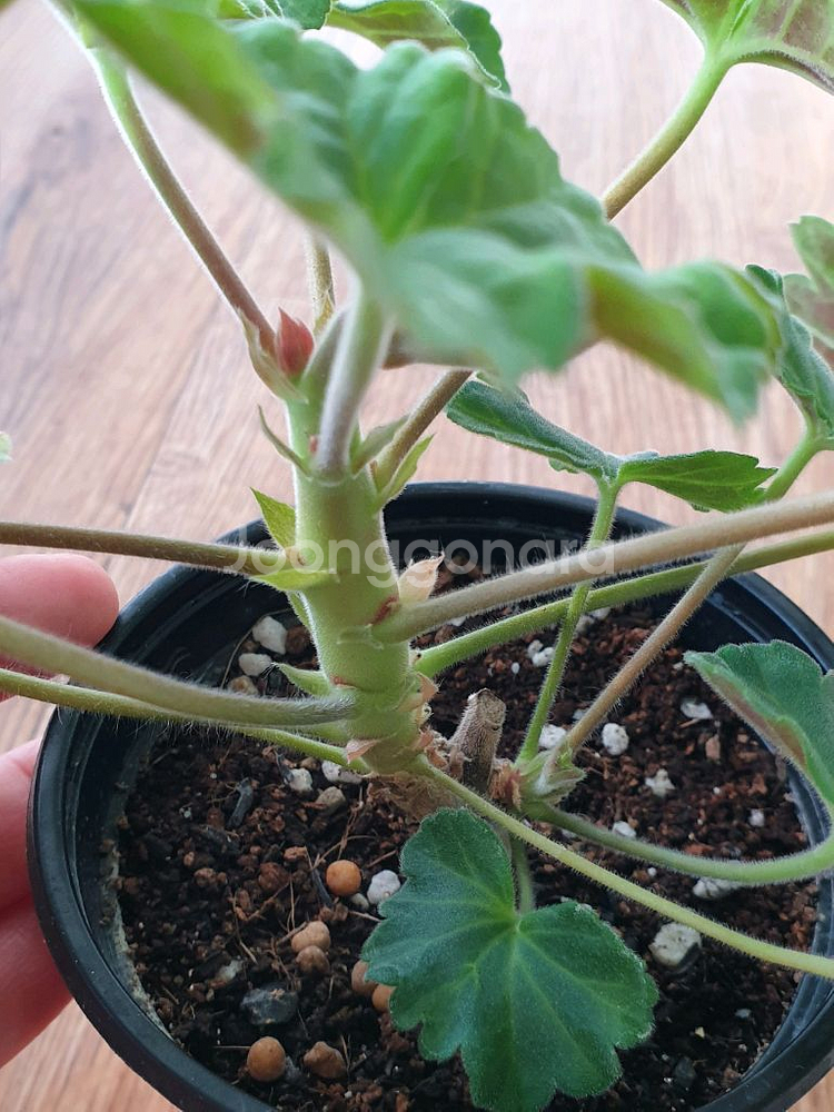 제라늄 게이샤, ug실크로드--2