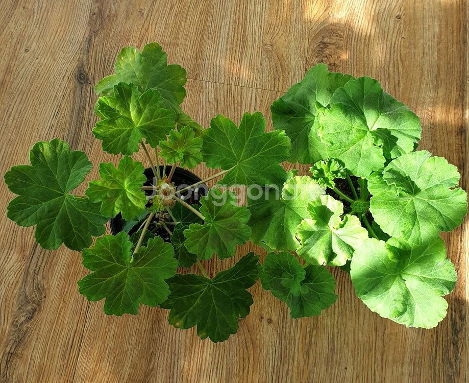 제라늄 게이샤, ug실크로드--0