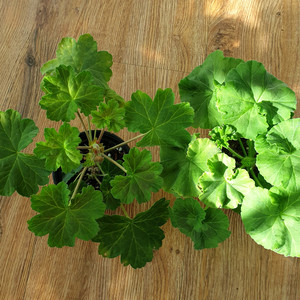 제라늄 게이샤, ug실크로드