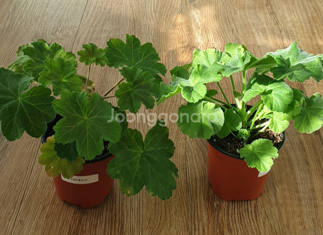 제라늄 게이샤, ug실크로드--1