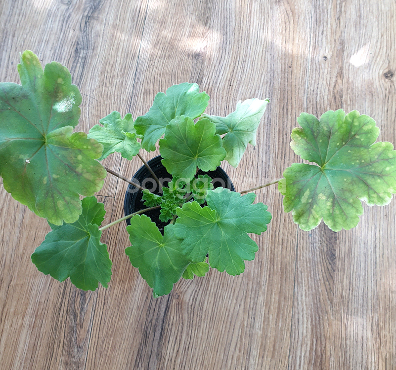 제라늄 디아즈세레라--2