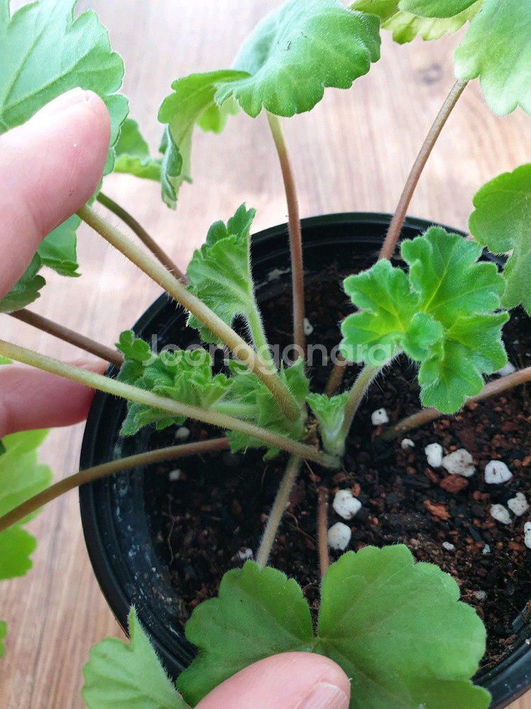 제라늄 디아즈세레라--0