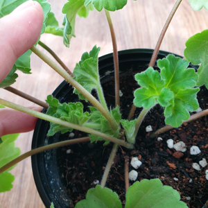 제라늄 디아즈세레라