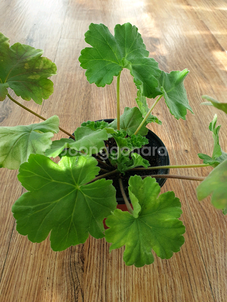 제라늄 디아즈세레라--1