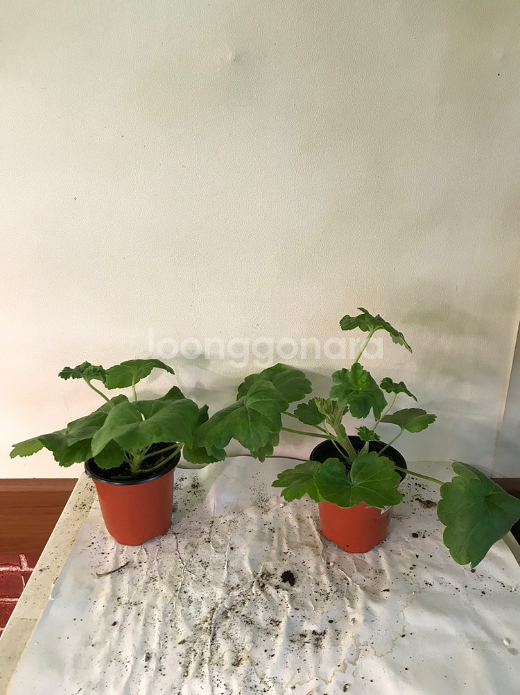 에릭레이브파티 ess게이샤 중러 제라늄--0