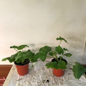 에릭레이브파티 ess게이샤 중러 제라늄