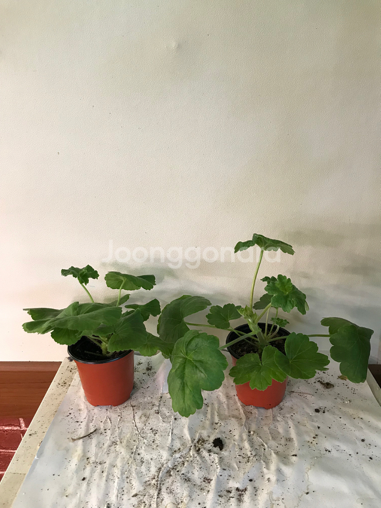 에릭레이브파티 ess게이샤 중러 제라늄--1