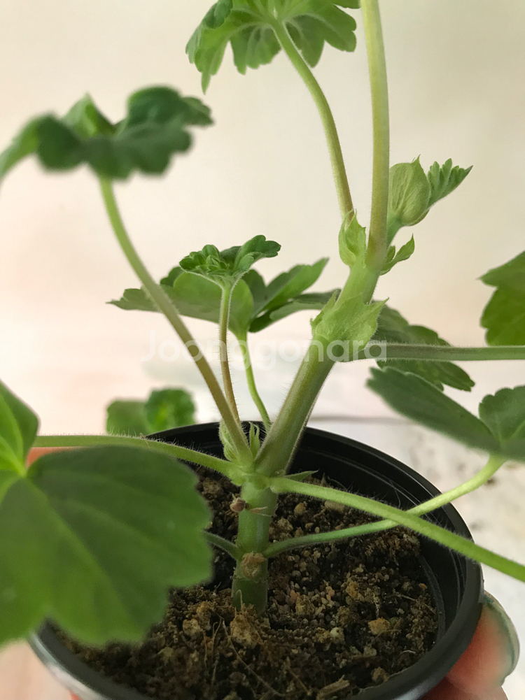 에릭레이브파티 ess게이샤 중러 제라늄--4