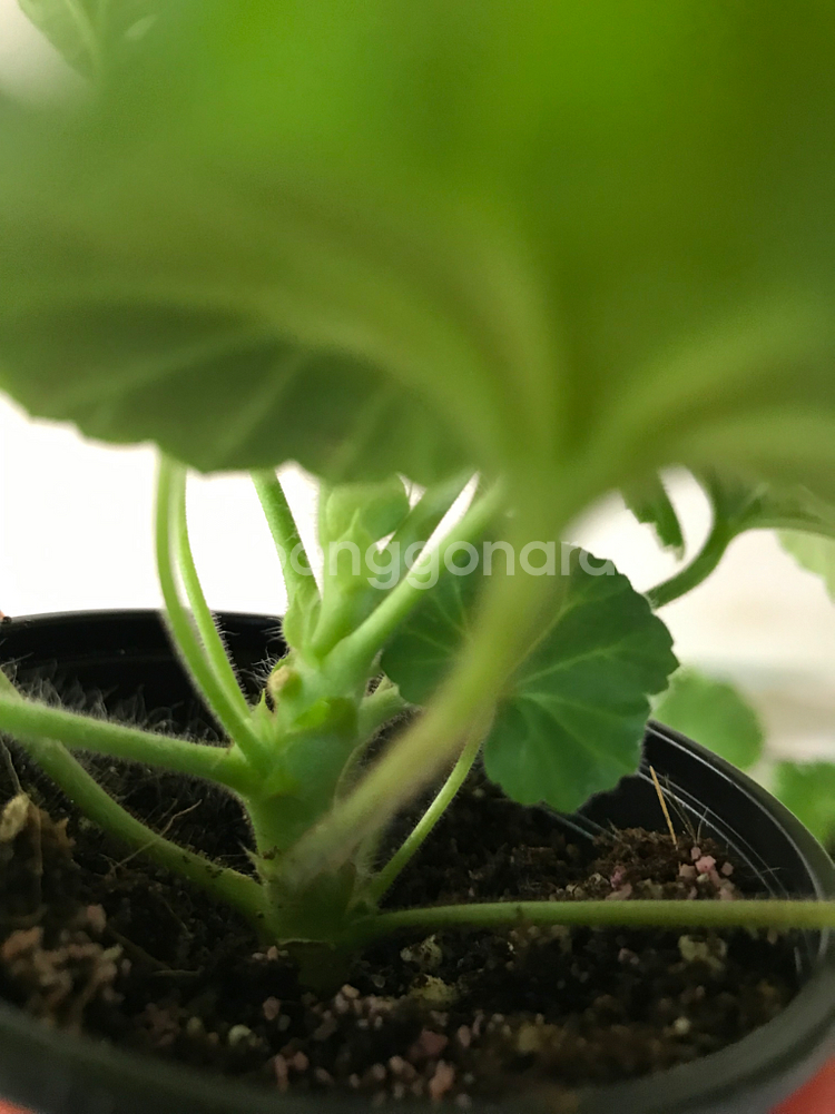 에릭레이브파티 ess게이샤 중러 제라늄--3