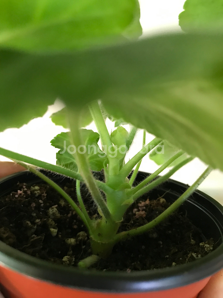 에릭레이브파티 ess게이샤 중러 제라늄--2