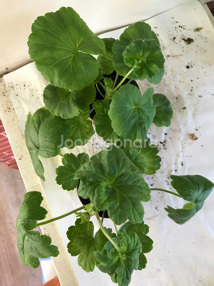 에릭레이브파티 ess게이샤 중러 제라늄--5