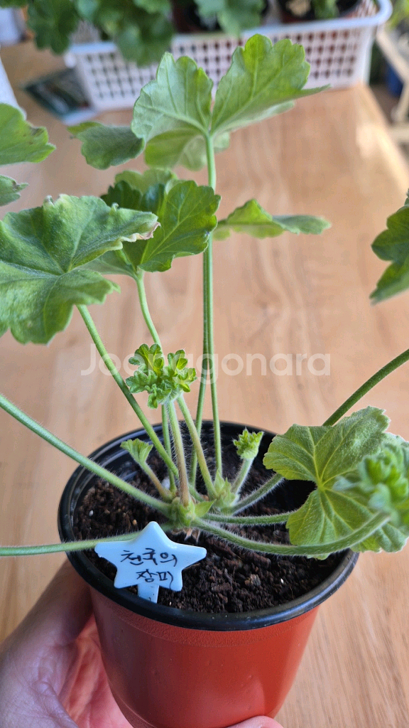 제라늄 천국의장미 여름의숨결 2종--1