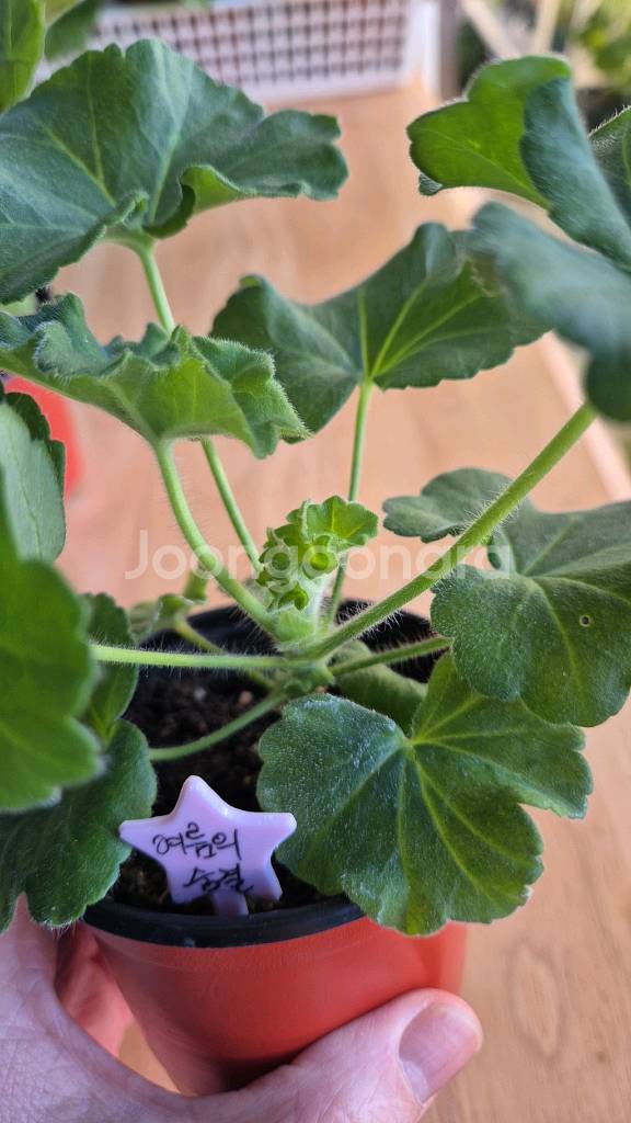 제라늄 천국의장미 여름의숨결 2종--2