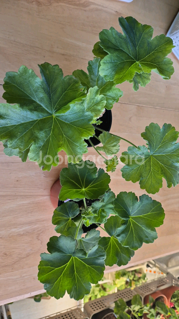 제라늄 천국의장미 여름의숨결 2종--0