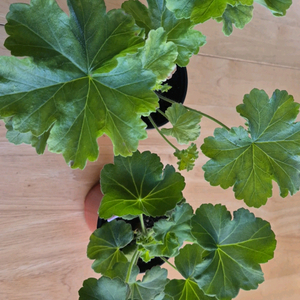 제라늄 천국의장미 여름의숨결 2종