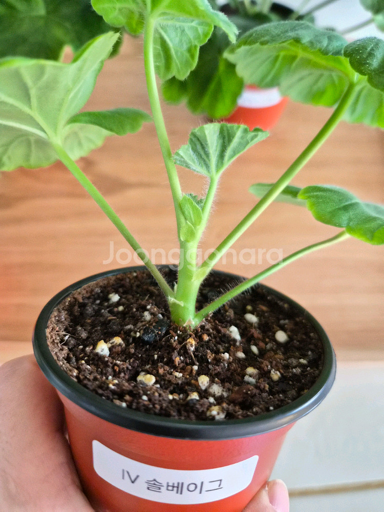 제라늄 4종 세트 분양 택포--2