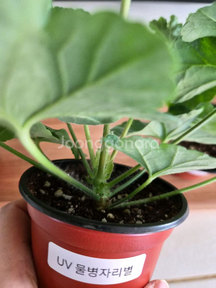 제라늄 4종 세트 분양 택포--3