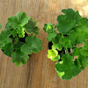 제라늄 사랑의와인, 송오브골쵸바