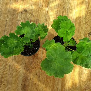 제라늄 블루피오니스타, 가을의키스