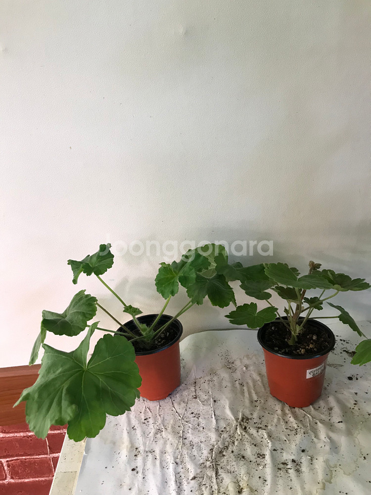 심플로렌시아 ess게이샤 러시아 제라늄--0