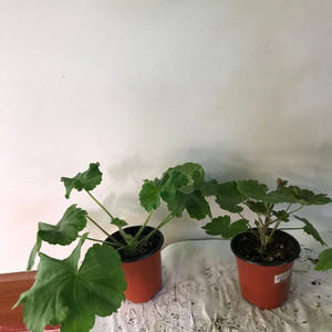 심플로렌시아 ess게이샤 러시아 제라늄