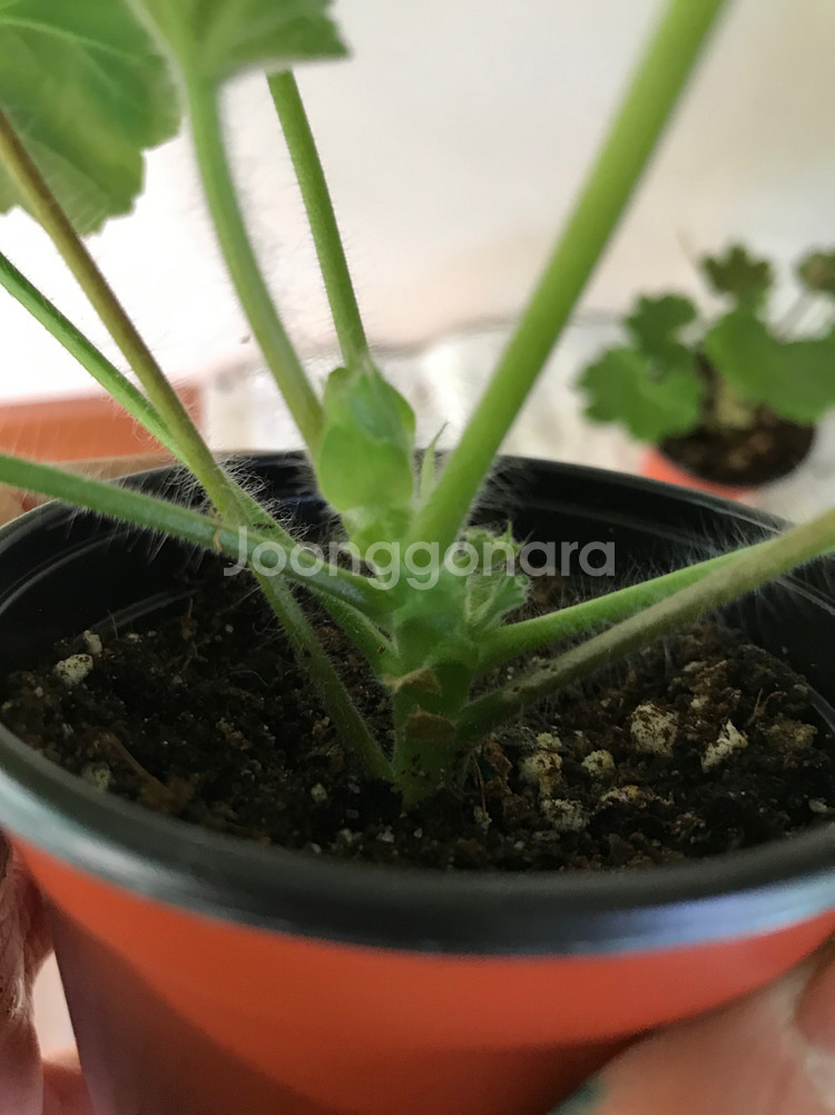 심플로렌시아 ess게이샤 러시아 제라늄--2