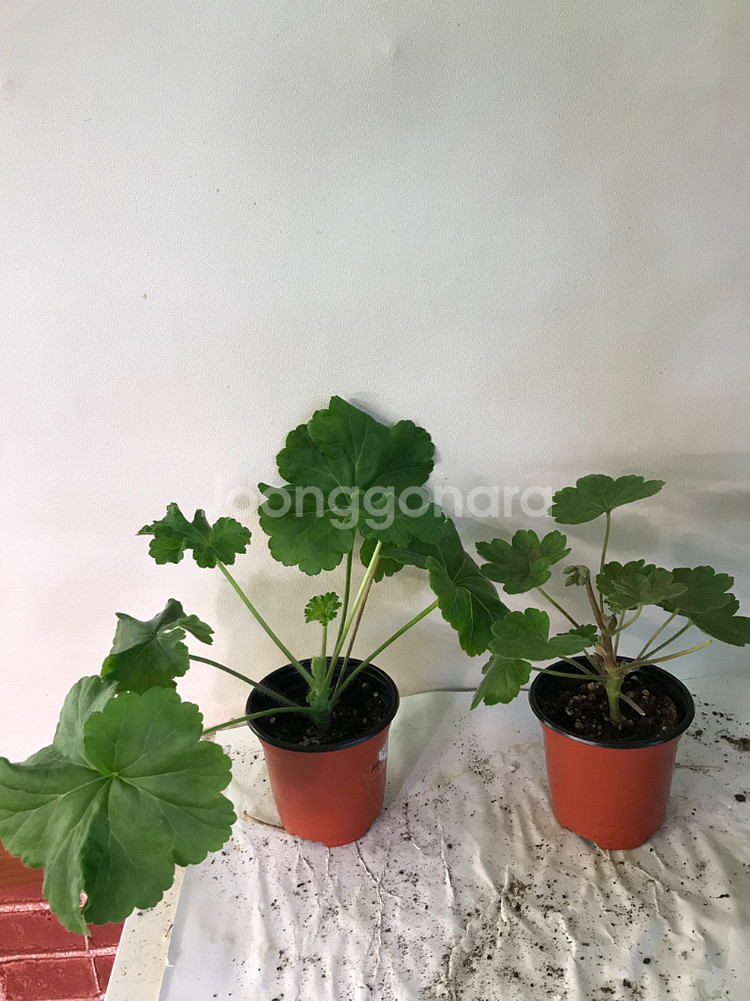 심플로렌시아 ess게이샤 러시아 제라늄--1