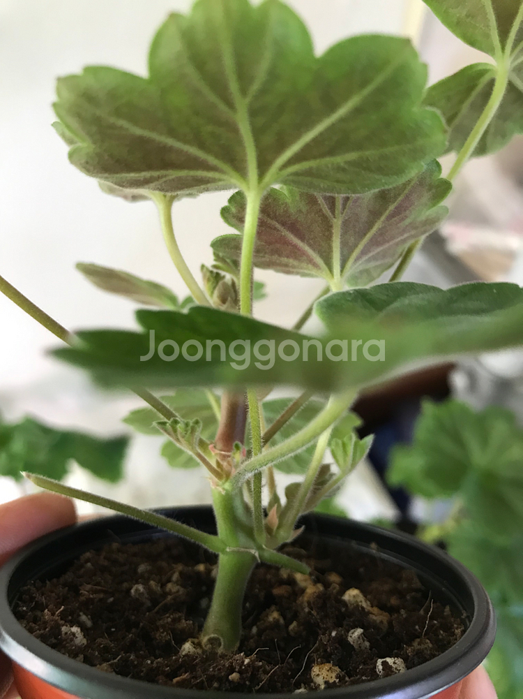 심플로렌시아 ess게이샤 러시아 제라늄--4